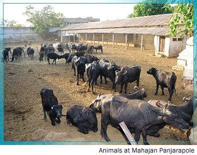 Panjarapol