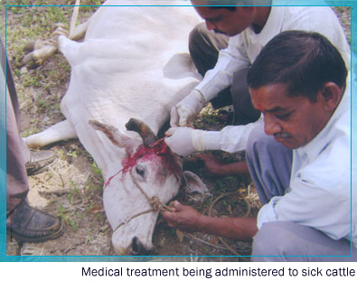 Medical treatment being administered to sick cattle 